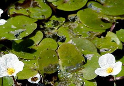 Izbira rastlin za ribnik na dachi ob upoštevanju načel zoniranja Rastline za kisik za ribnik