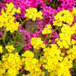 Alyssum annual growing from seeds, planting and caring for alyssum