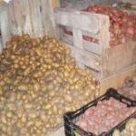 كيفية تنظيم تخزين درنات البطاطس وتزويدها بدرجة الحرارة المناسبة في القبو وفي الشرفة