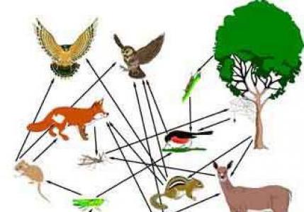 هيكل النظام البيئي تنظيم وتطوير النظم البيئية
