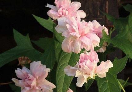 Calistegia - piantare e prendersi cura del convolvolo perenne con foglie di edera della rosa siberiana Calistegia