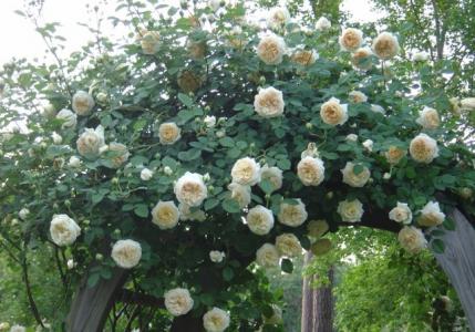 Роза Клэр Остин: выращивание и уход Как выбрать качественный саженец